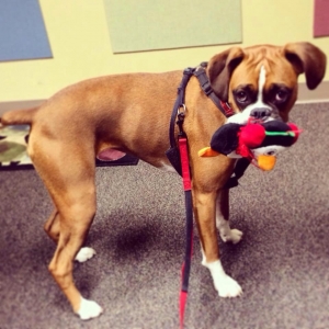 Safe Boxer in Laurinburg, NC