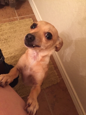 Safe Chihuahua in New Braunfels, TX