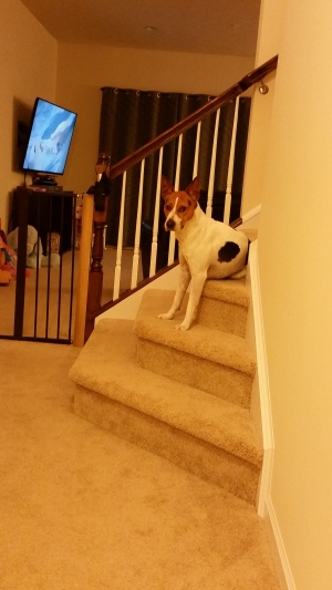 Safe Jack Russell Terrier in Wexford, PA