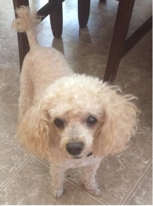 Safe Poodle in Haines City, FL