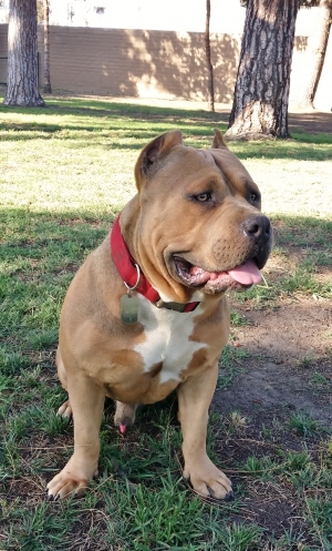 Safe American Staffordshire Terrier in Long Beach, CA
