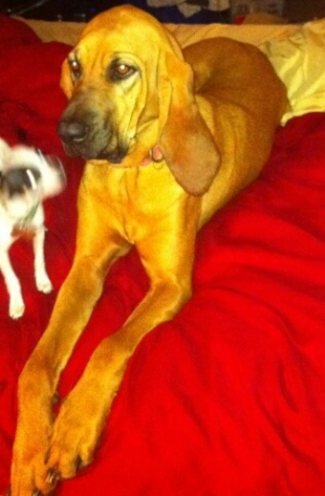 Safe Bloodhound in Cypress, TX