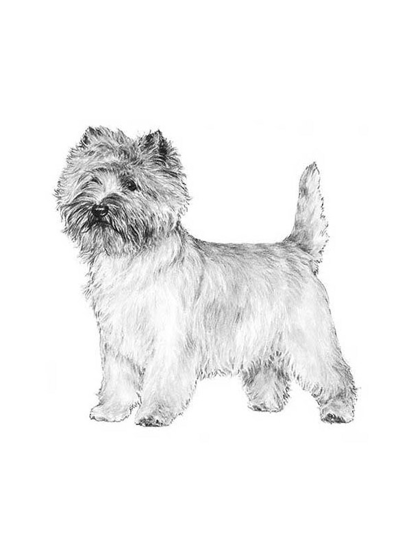 Safe Cairn Terrier in Humble, TX