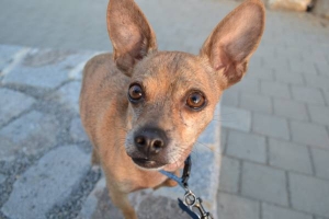 Safe Chihuahua in West Sacramento, CA