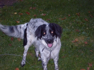 Safe English Setter in Indianapolis, IN