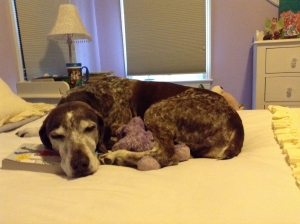 Safe German Shorthaired Pointer in Vail, CO