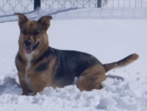 Safe German Shepherd Dog in Drummonds, TN