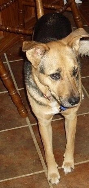 Safe German Shepherd Dog in Drummonds, TN
