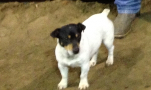 Safe Jack Russell Terrier in Aurora, OR