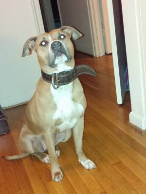 Safe American Staffordshire Terrier in Waldorf, MD