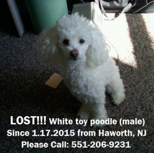 Safe Poodle in Haworth, NJ