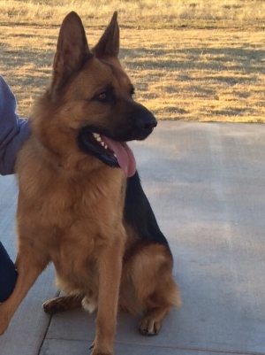 Safe German Shepherd Dog in Decatur, TX