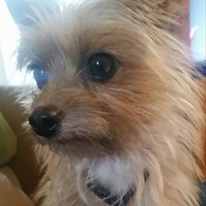 Safe Yorkshire Terrier in Long Beach, CA