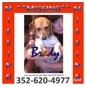 Safe Beagle in Ocala, FL