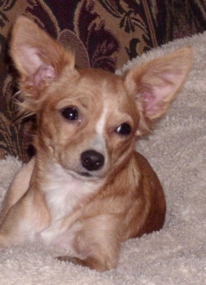 Safe Chihuahua in Orange, TX
