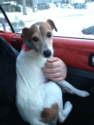 Safe Jack Russell Terrier in Huntington Station, NY