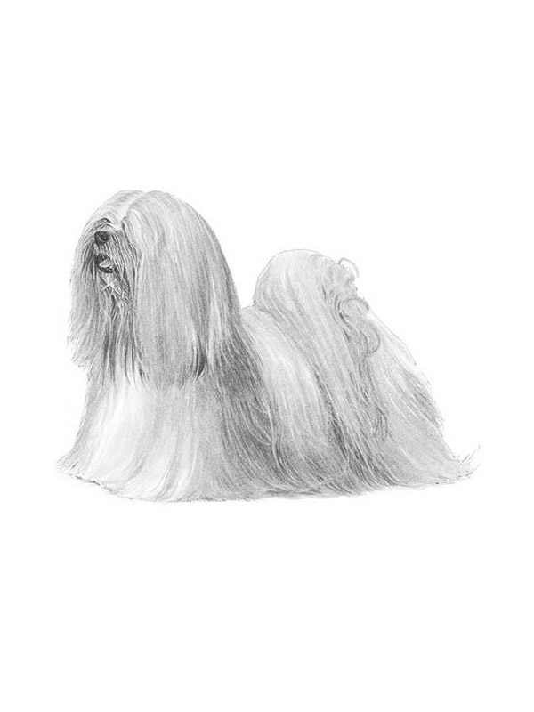 Safe Lhasa Apso in Clarks Summit, PA