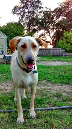 Safe Labrador Retriever in Castroville, TX
