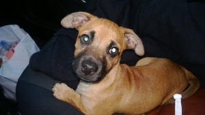 Safe Chihuahua in Yelm, WA