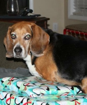 Safe Beagle in Winston Salem, NC