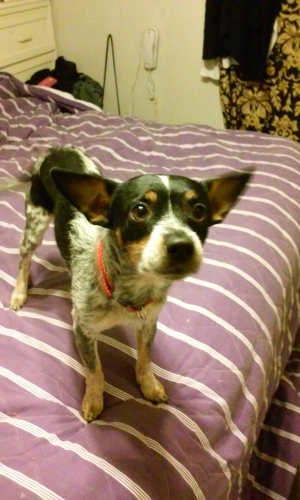 Safe Rat Terrier in Lincolnton, NC