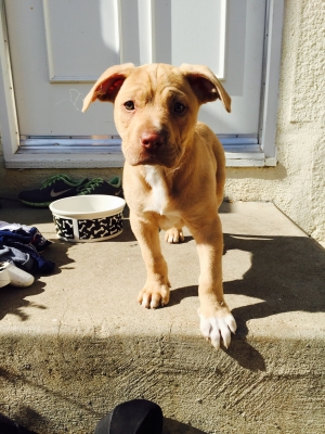 Safe Pit Bull in Culver City, CA