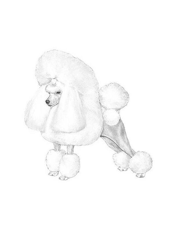 Safe Poodle in Delray Beach, FL
