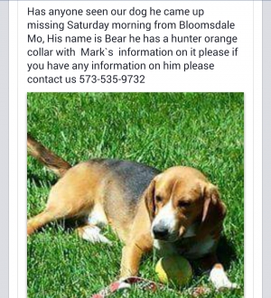 Safe Beagle in Bloomsdale, MO