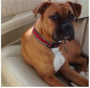 Safe Boxer in Peachland, NC