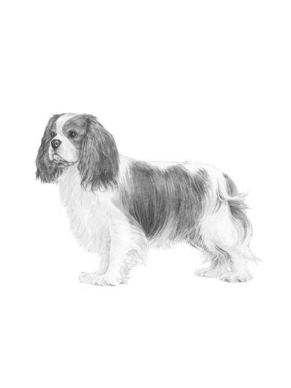 Safe Cavalier King Charles Spaniel in Eagle, ID