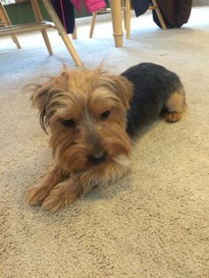 Safe Yorkshire Terrier in Levittown, PA