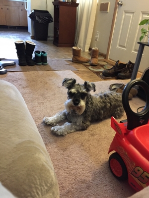 Safe Miniature Schnauzer in Maple Heights, OH