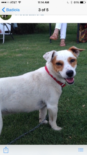 Safe Jack Russell Terrier in Wellington, FL