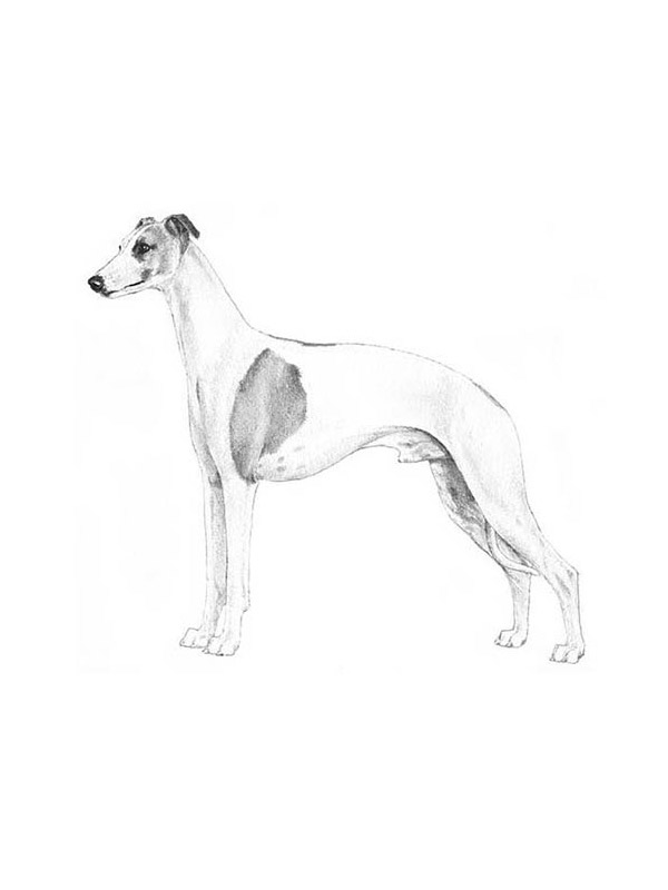 Safe Whippet in Hollywood, FL