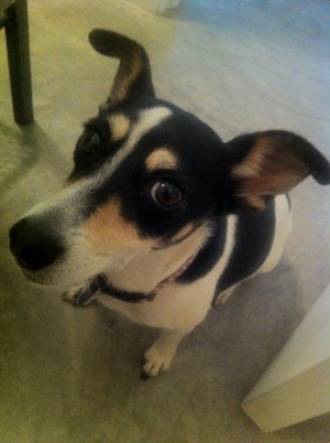 Safe Jack Russell Terrier in North Richland Hills, TX