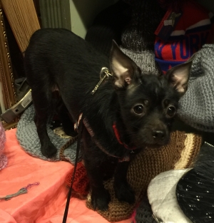 Safe Chihuahua in New York, NY