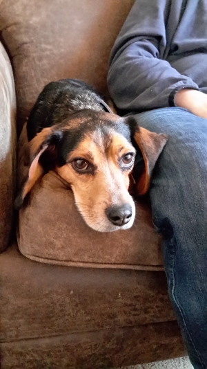 Safe Beagle in Fredericksburg, VA
