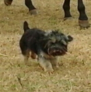 Safe Yorkshire Terrier in Locust Grove, GA