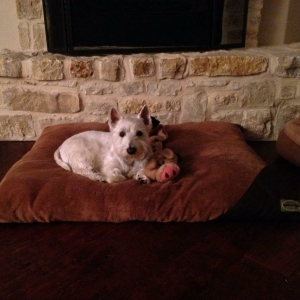 Safe West Highland White Terrier in Forney, TX