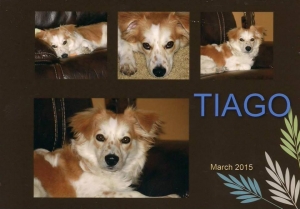Safe Scottish Terrier in Tempe, AZ