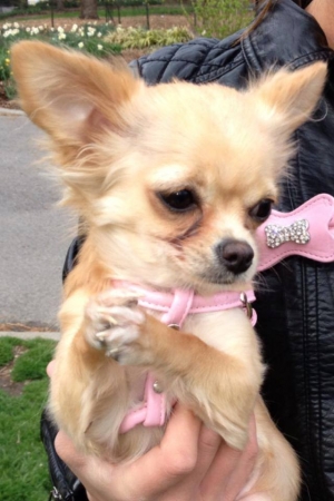 Safe Chihuahua in Ridgewood, NY