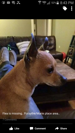 Safe Chihuahua in Monroe, LA