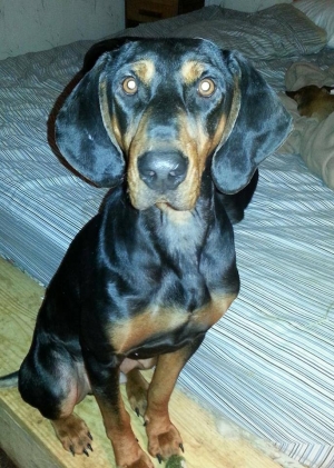 Safe Black and Tan Coonhound in Princeton, IN