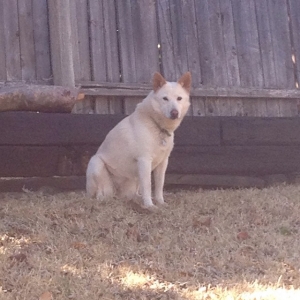 Safe Siberian Husky in Fort Worth, TX