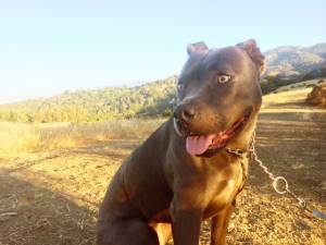 Safe American Staffordshire Terrier in San Luis Obispo, CA
