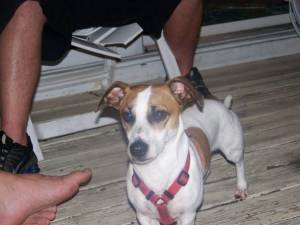 Safe Jack Russell Terrier in Land O Lakes, FL