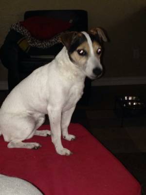 Safe Jack Russell Terrier in Gig Harbor, WA