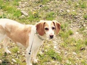 Safe Beagle in Snohomish, WA