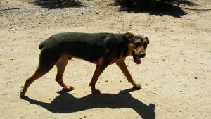 Safe Rottweiler in Hemet, CA