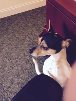 Safe Miniature Pinscher in Victor, NY